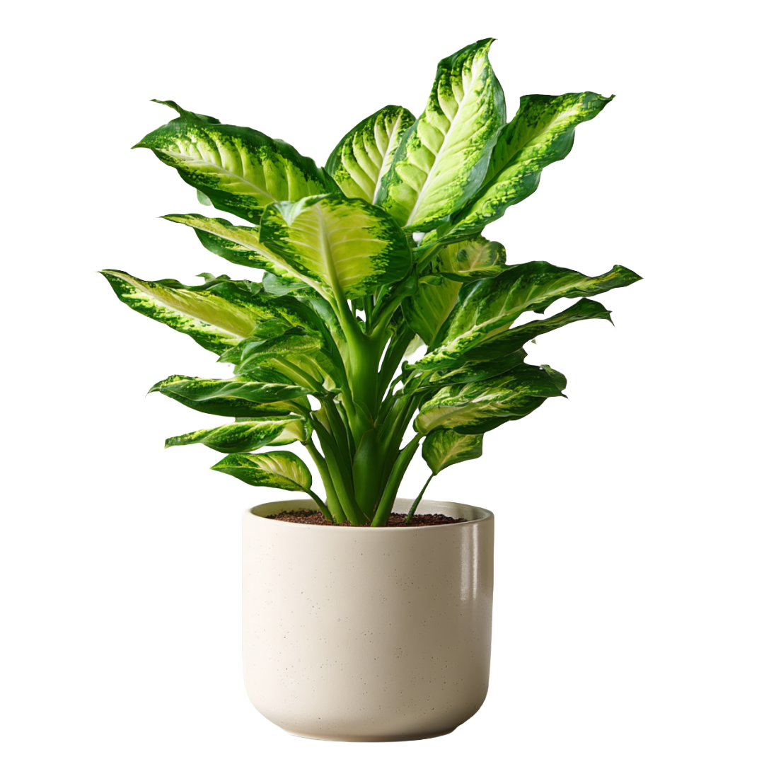 Growth & New Beginnings