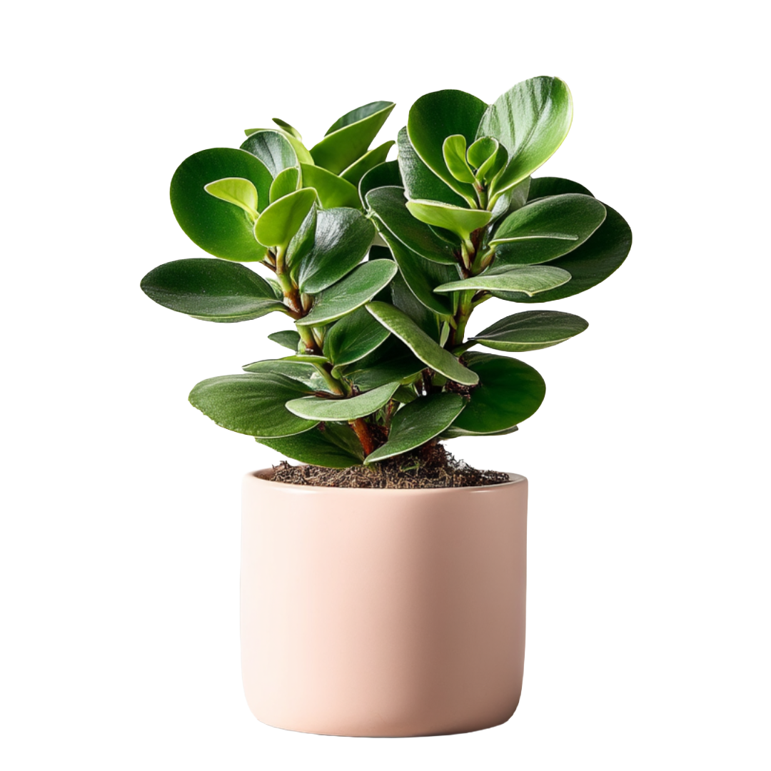 Self-Worth & Affirmation