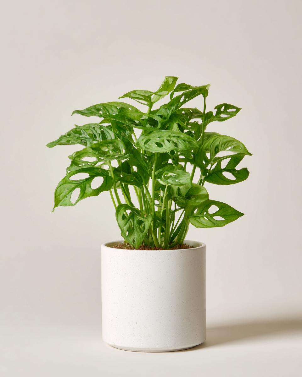 Monstera Monkey Leaf